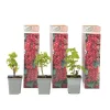 Plant in a Box Aalbes - Set van 3 - Ribes rubrum - Hoogte 25-40cm - ⌀9cm