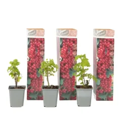 Plant in a Box Aalbes - Set van 3 - Ribes rubrum - Hoogte 25-40cm - ⌀9cm
