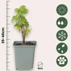 Plant in a Box Aalbes - Set van 3 - Ribes rubrum - Hoogte 25-40cm - ⌀9cm