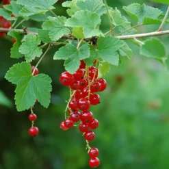 Plant in a Box Aalbes - Set van 3 - Ribes rubrum - Hoogte 25-40cm - ⌀9cm