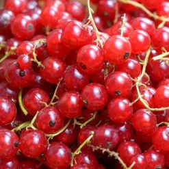 Plant in a Box Aalbes - Set van 3 - Ribes rubrum - Hoogte 25-40cm - ⌀9cm