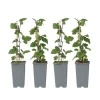 Planten|Bomen-Plant in a Box Aalbes - Set van 4 - Ribes rubrum 'Jonkheer van Tets' - Hoogte 50-60cm - ⌀15cm