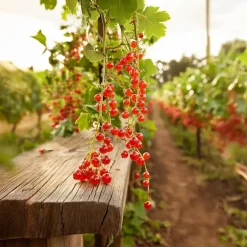 Planten|Bomen-Plant in a Box Aalbes - Set van 4 - Ribes rubrum 'Jonkheer van Tets' - Hoogte 50-60cm - ⌀15cm
