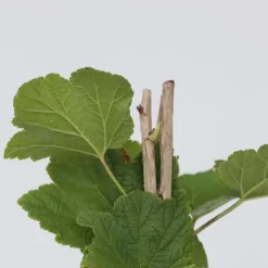 Planten|Bomen-Plant in a Box Aalbes - Set van 4 - Ribes rubrum 'Jonkheer van Tets' - Hoogte 50-60cm - ⌀15cm
