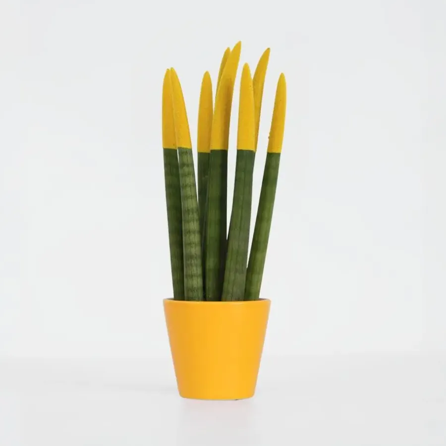 Kamerplanten-Plant in a Box Afrikaanse Speerplant - Sansevieria cylindrica - Hoogte 20-40cm - Pot 9cm