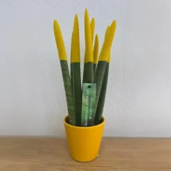 Kamerplanten-Plant in a Box Afrikaanse Speerplant - Sansevieria cylindrica - Hoogte 20-40cm - Pot 9cm