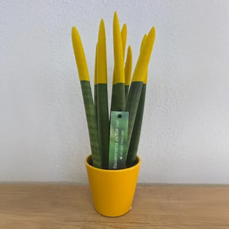 Kamerplanten-Plant in a Box Afrikaanse Speerplant - Sansevieria cylindrica - Hoogte 20-40cm - Pot 9cm