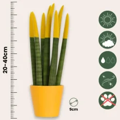 Kamerplanten-Plant in a Box Afrikaanse Speerplant - Sansevieria cylindrica - Hoogte 20-40cm - Pot 9cm