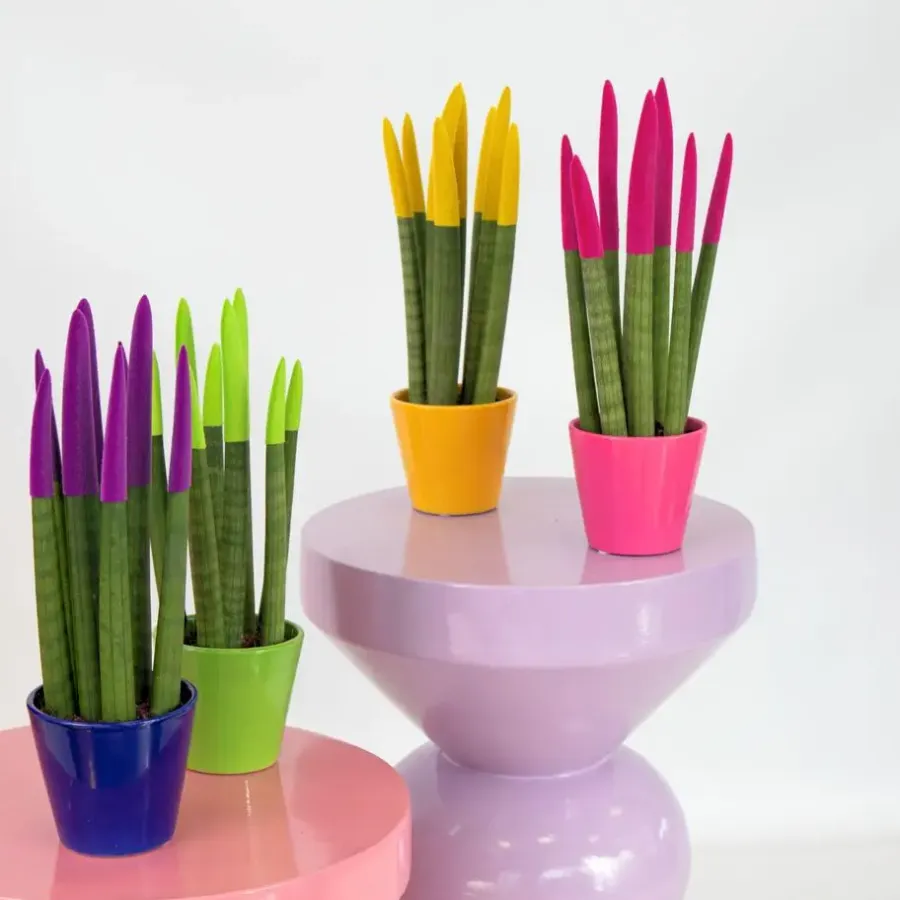 Kamerplanten-Plant in a Box Afrikaanse Speerplant - Sansevieria cylindrica - Hoogte 20-40cm - Pot 9cm