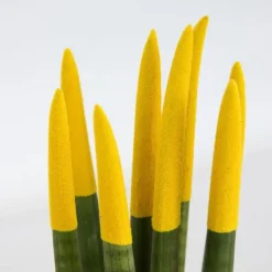 Kamerplanten-Plant in a Box Afrikaanse Speerplant - Sansevieria cylindrica - Hoogte 20-40cm - Pot 9cm
