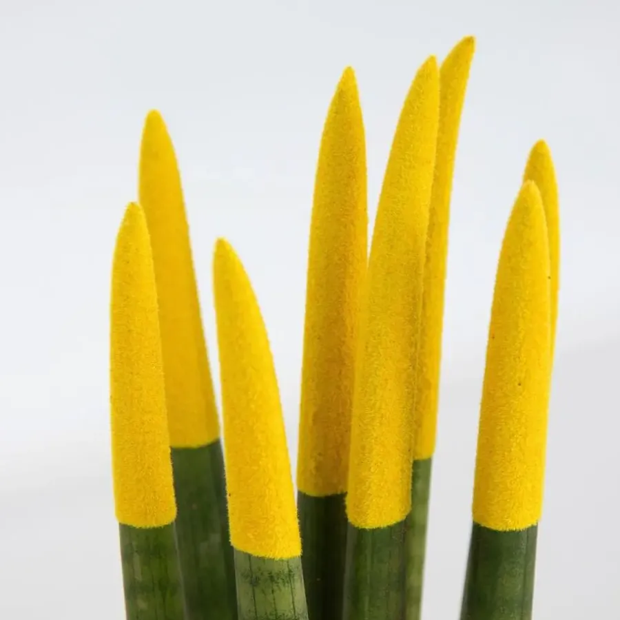 Kamerplanten-Plant in a Box Afrikaanse Speerplant - Sansevieria cylindrica - Hoogte 20-40cm - Pot 9cm