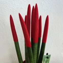 Kamerplanten-Plant in a Box Afrikaanse Speerplant - Sansevieria cylindrica - Hoogte 20-40cm - Pot 9cm
