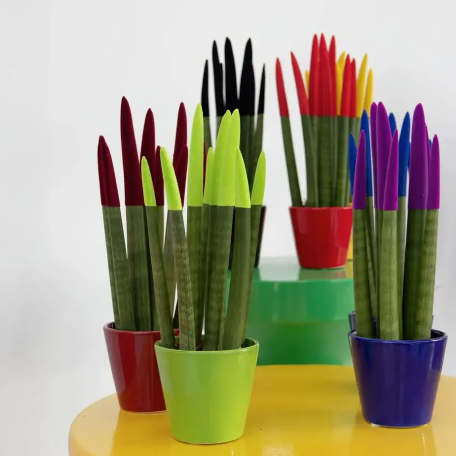 Kamerplanten-Plant in a Box Afrikaanse Speerplant - Sansevieria cylindrica - Hoogte 20-40cm - Pot 9cm