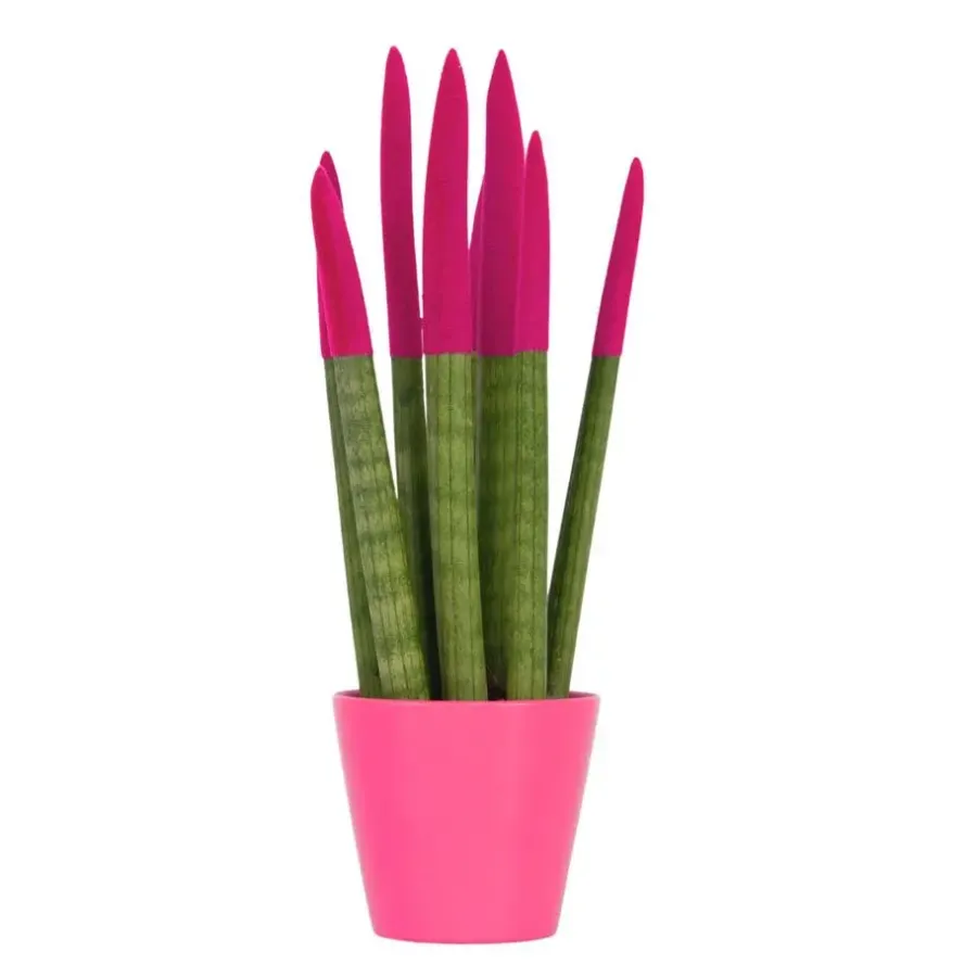 Plant in a Box Afrikaanse Speerplant - Sansevieria cylindrica - Hoogte 20-40cm - Pot 9cm