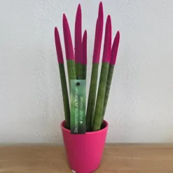 Plant in a Box Afrikaanse Speerplant - Sansevieria cylindrica - Hoogte 20-40cm - Pot 9cm