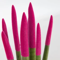 Plant in a Box Afrikaanse Speerplant - Sansevieria cylindrica - Hoogte 20-40cm - Pot 9cm