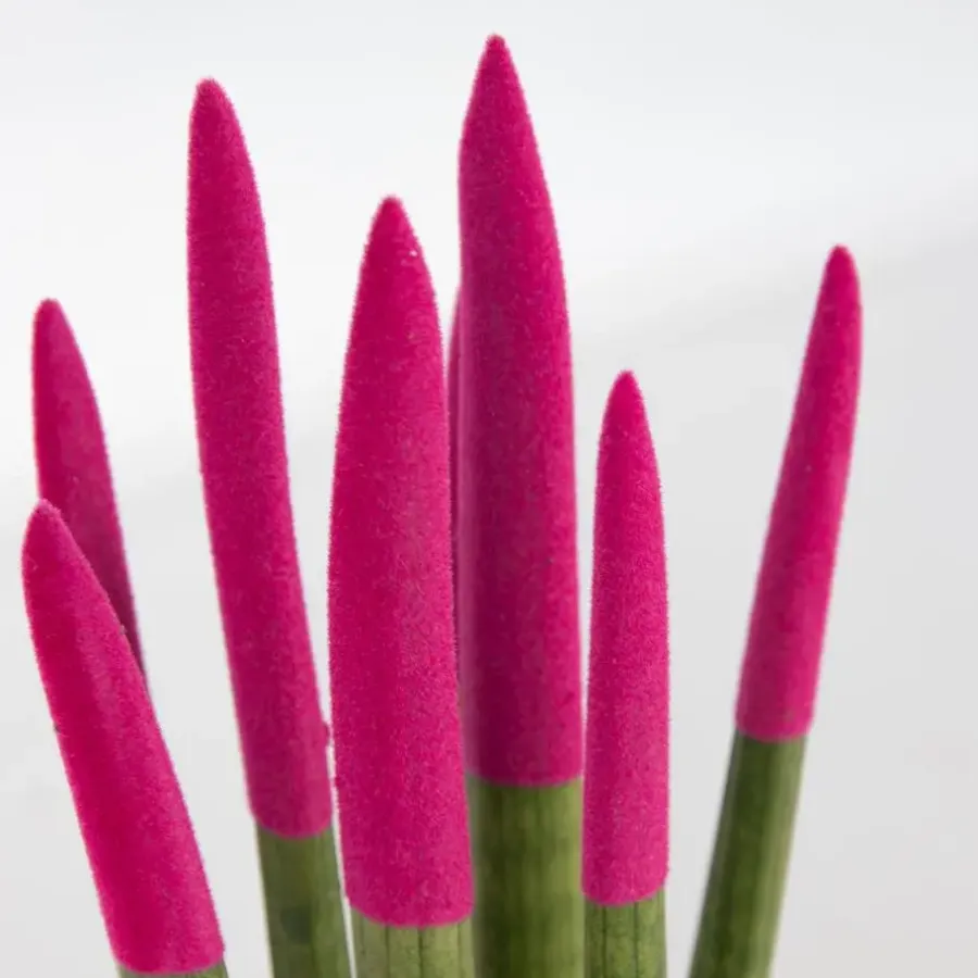 Plant in a Box Afrikaanse Speerplant - Sansevieria cylindrica - Hoogte 20-40cm - Pot 9cm