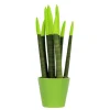 Kamerplanten-Plant in a Box Afrikaanse Speerplant - Sansevieria cylindrica - Hoogte 20-40cm - Pot 9cm