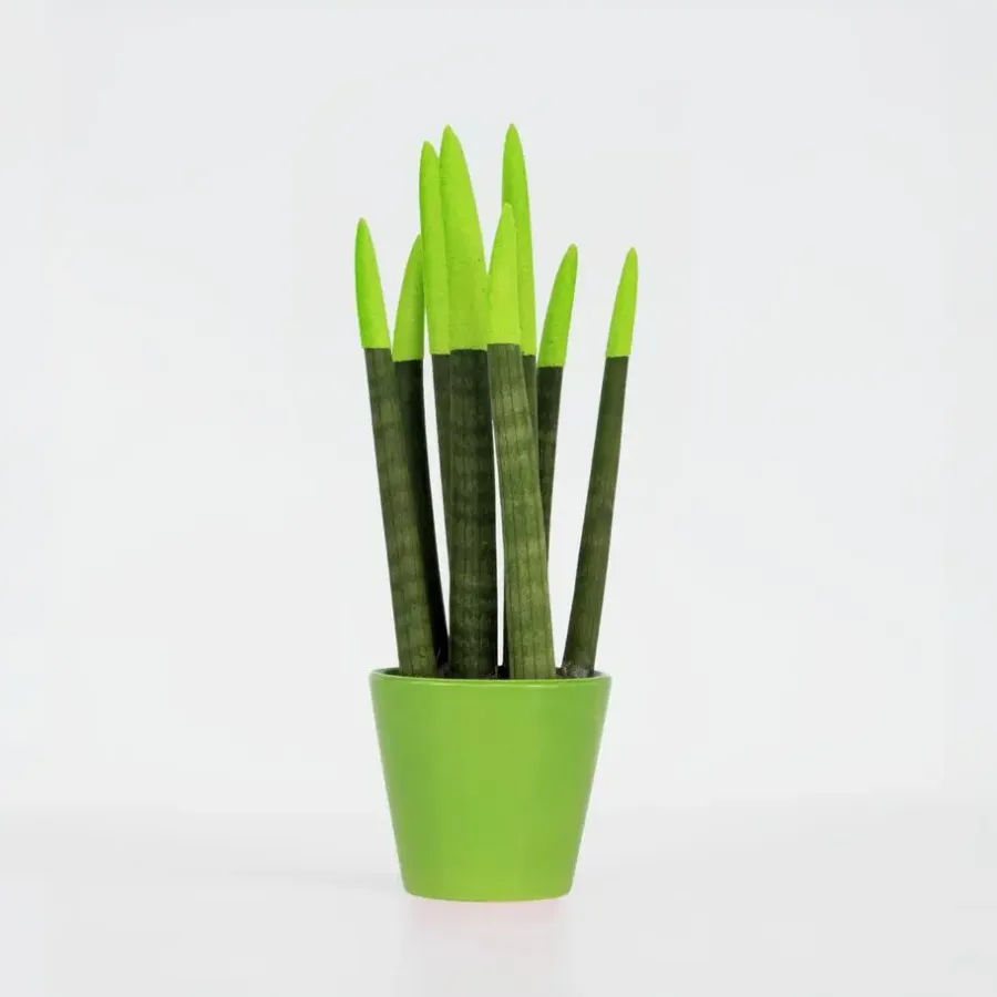 Kamerplanten-Plant in a Box Afrikaanse Speerplant - Sansevieria cylindrica - Hoogte 20-40cm - Pot 9cm