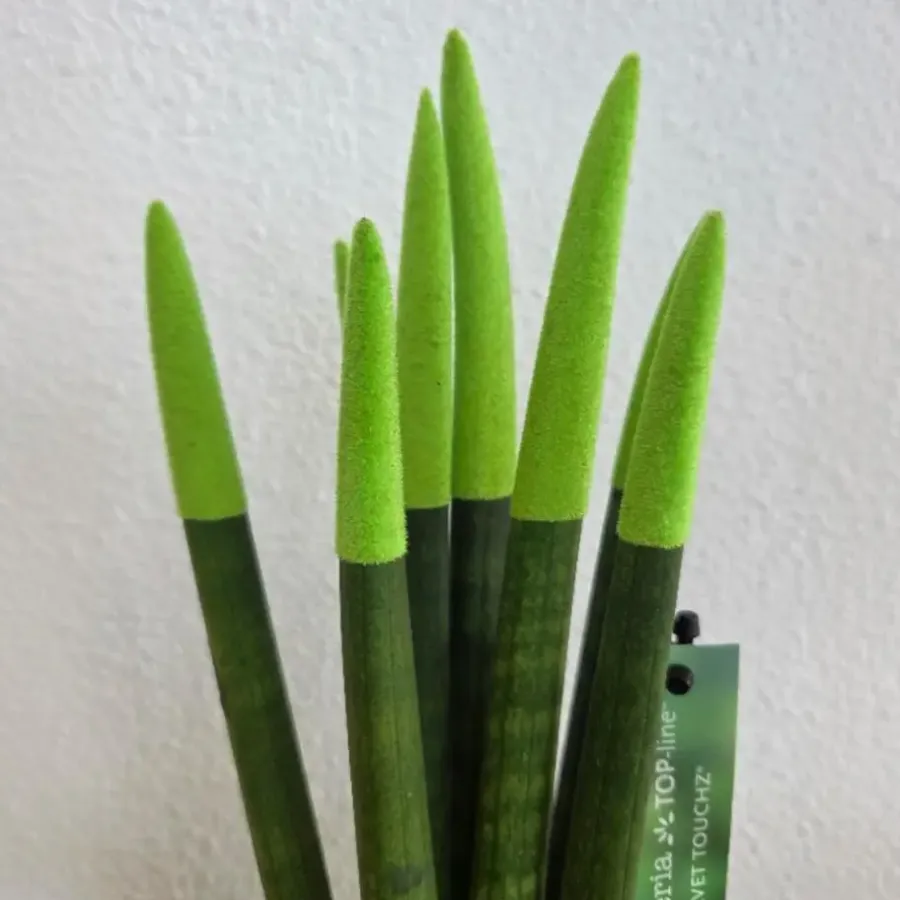 Kamerplanten-Plant in a Box Afrikaanse Speerplant - Sansevieria cylindrica - Hoogte 20-40cm - Pot 9cm