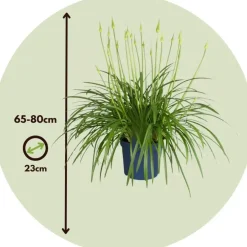 Plant in a Box Agapanthus - Agapanthus 'Amourette Blue' - Hoogte 65 cm - ø23 cm