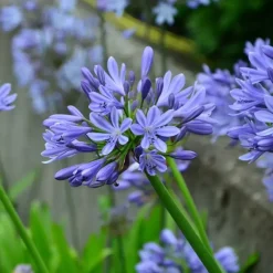 Plant in a Box Agapanthus - Agapanthus 'Amourette Blue' - Hoogte 65 cm - ø23 cm