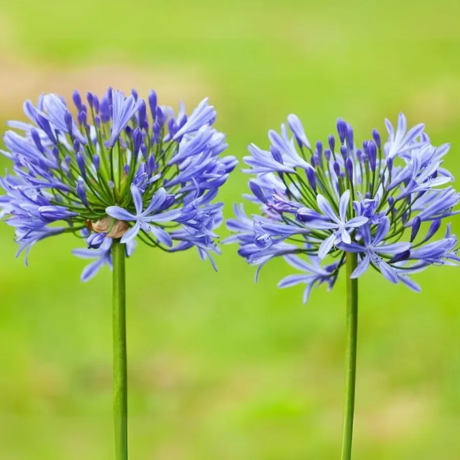 Plant in a Box Agapanthus - Agapanthus 'Amourette Blue' - Hoogte 65 cm - ø23 cm