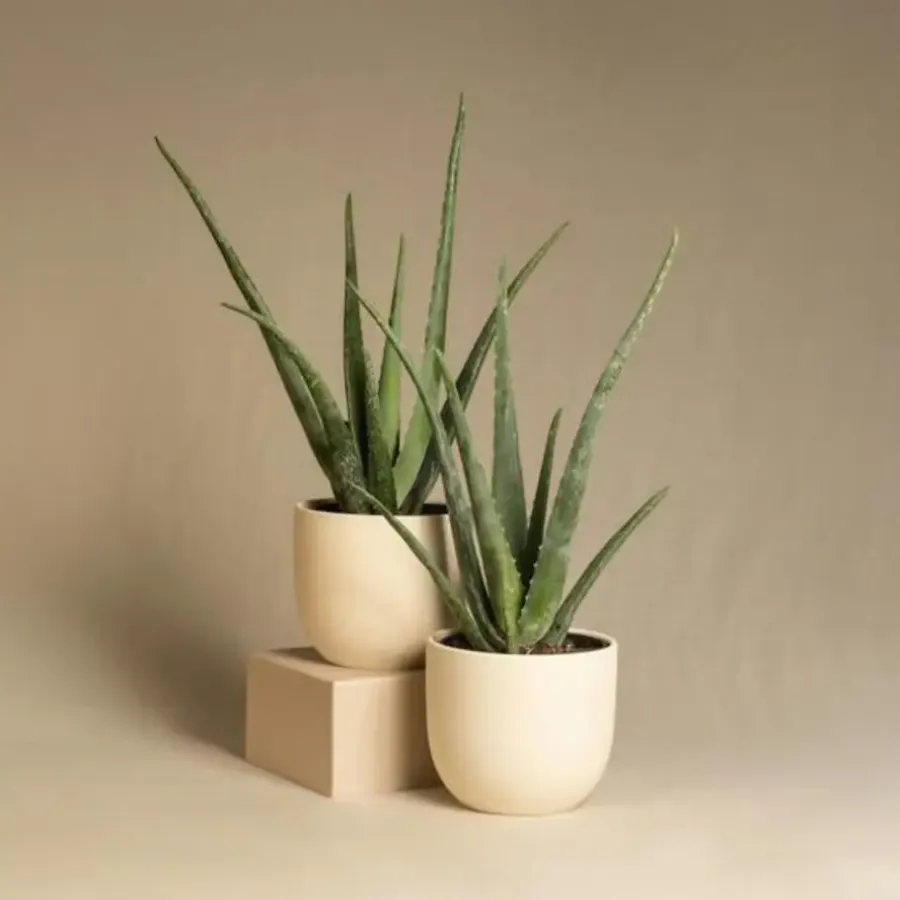 Plant in a Box Aloë vera - Aloe barbadensis - Hoogte 25-40cm - ⌀10,5cm