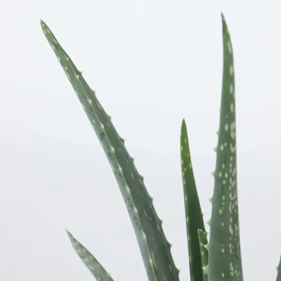 Plant in a Box Aloë vera - Aloe barbadensis - Hoogte 25-40cm - ⌀10,5cm
