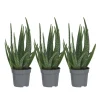 Plant in a Box Aloë vera - Set van 3 - Aloe barbadensis - Hoogte 25-40cm - ⌀10,5cm