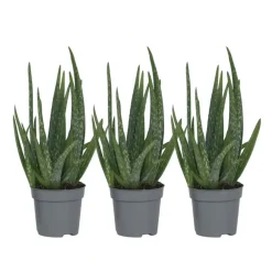 Plant in a Box Aloë vera - Set van 3 - Aloe barbadensis - Hoogte 25-40cm - ⌀10,5cm