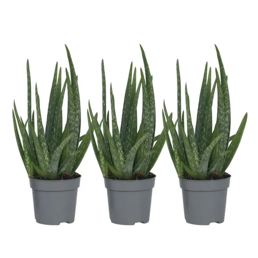 Plant in a Box Aloë vera - Set van 3 - Aloe barbadensis - Hoogte 25-40cm - ⌀10,5cm