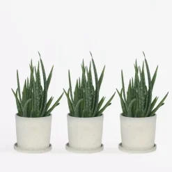 Plant in a Box Aloë vera - Set van 3 - Aloe barbadensis - Hoogte 25-40cm - ⌀10,5cm