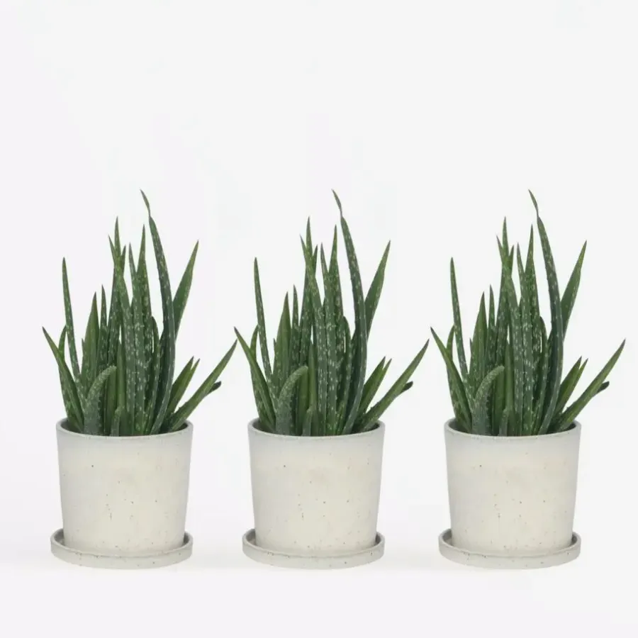 Plant in a Box Aloë vera - Set van 3 - Aloe barbadensis - Hoogte 25-40cm - ⌀10,5cm
