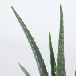 Plant in a Box Aloë vera - Set van 3 - Aloe barbadensis - Hoogte 25-40cm - ⌀10,5cm