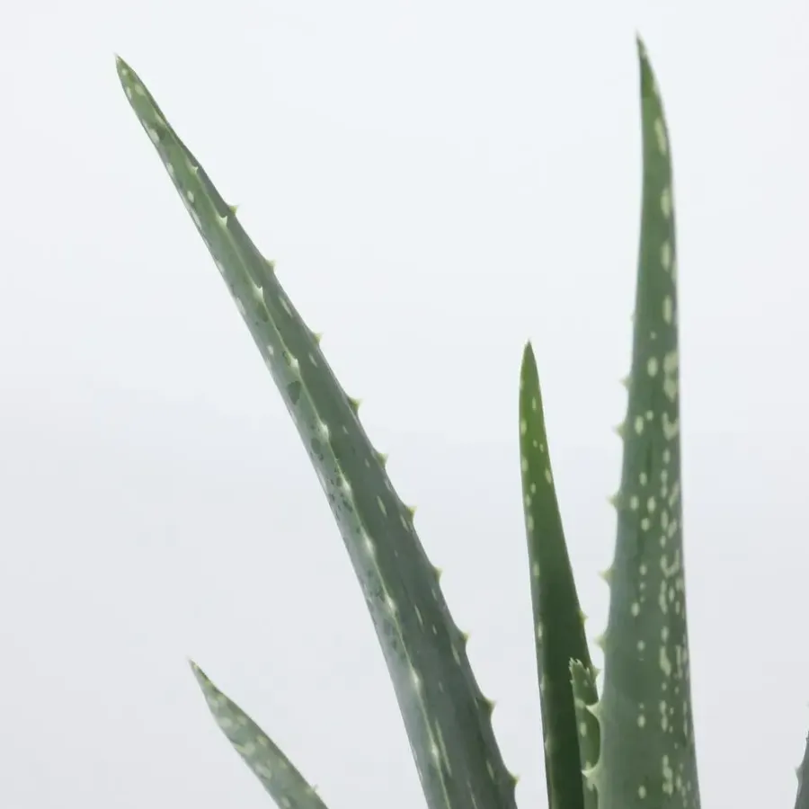 Plant in a Box Aloë vera - Set van 3 - Aloe barbadensis - Hoogte 25-40cm - ⌀10,5cm
