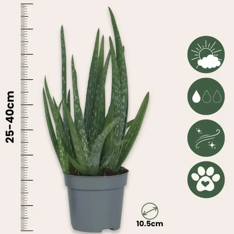 Plant in a Box Aloë vera - Set van 3 - Aloe barbadensis - Hoogte 25-40cm - ⌀10,5cm