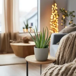 Plant in a Box Aloë vera - Set van 3 - Aloe barbadensis - Hoogte 25-40cm - ⌀10,5cm