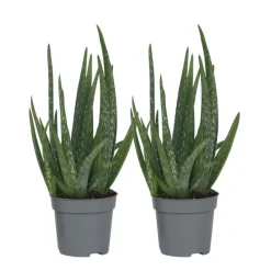Kamerplanten-Plant in a Box Aloë vera - Set van 2 - Aloe barbadensis - Hoogte 25-40cm - ⌀10,5cm