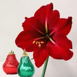 Plant in a Box Amaryllis - Hippeastrum 'Glitter Duo' - Rood en groen