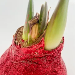 Plant in a Box Amaryllis - Hippeastrum 'Glitter Duo' - Rood en groen