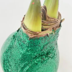 Plant in a Box Amaryllis - Hippeastrum 'Glitter Duo' - Rood en groen