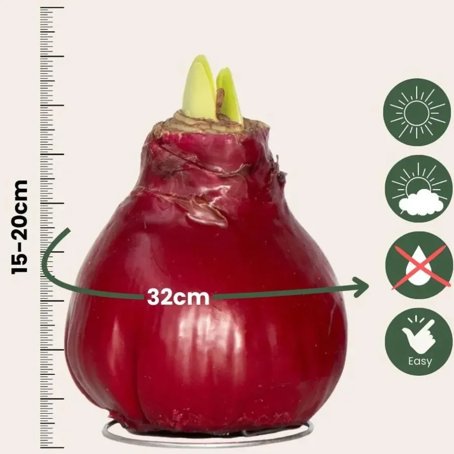 Plant in a Box Amaryllis - Hippeastrum 'Wax Bordeaux' - Bloembol - Rood