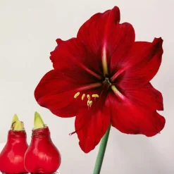 Plant in a Box Amaryllis - Hippeastrum 'Wax Red' - Bloembol - Rood