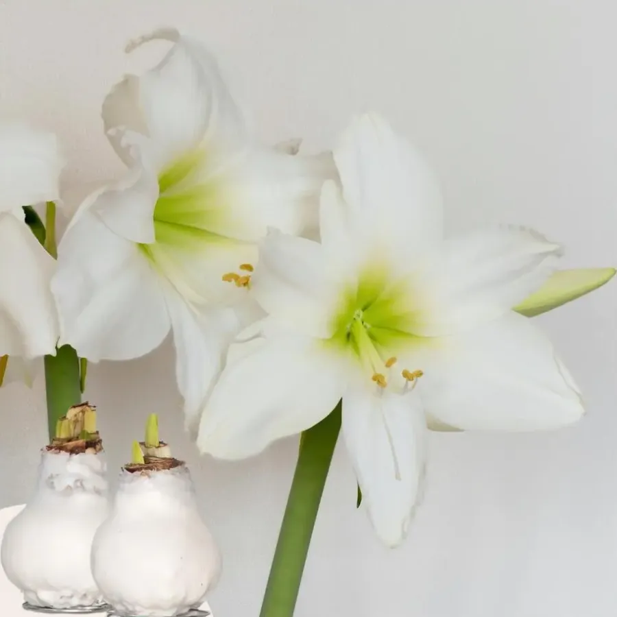 Kamerplanten-Plant in a Box Amaryllis - Hippeastrum 'Wax White' - Bloembol - Rood