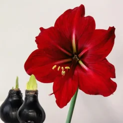 Plant in a Box Amaryllis - hippeastrum 'Wax Black' - Bloembol - Rood
