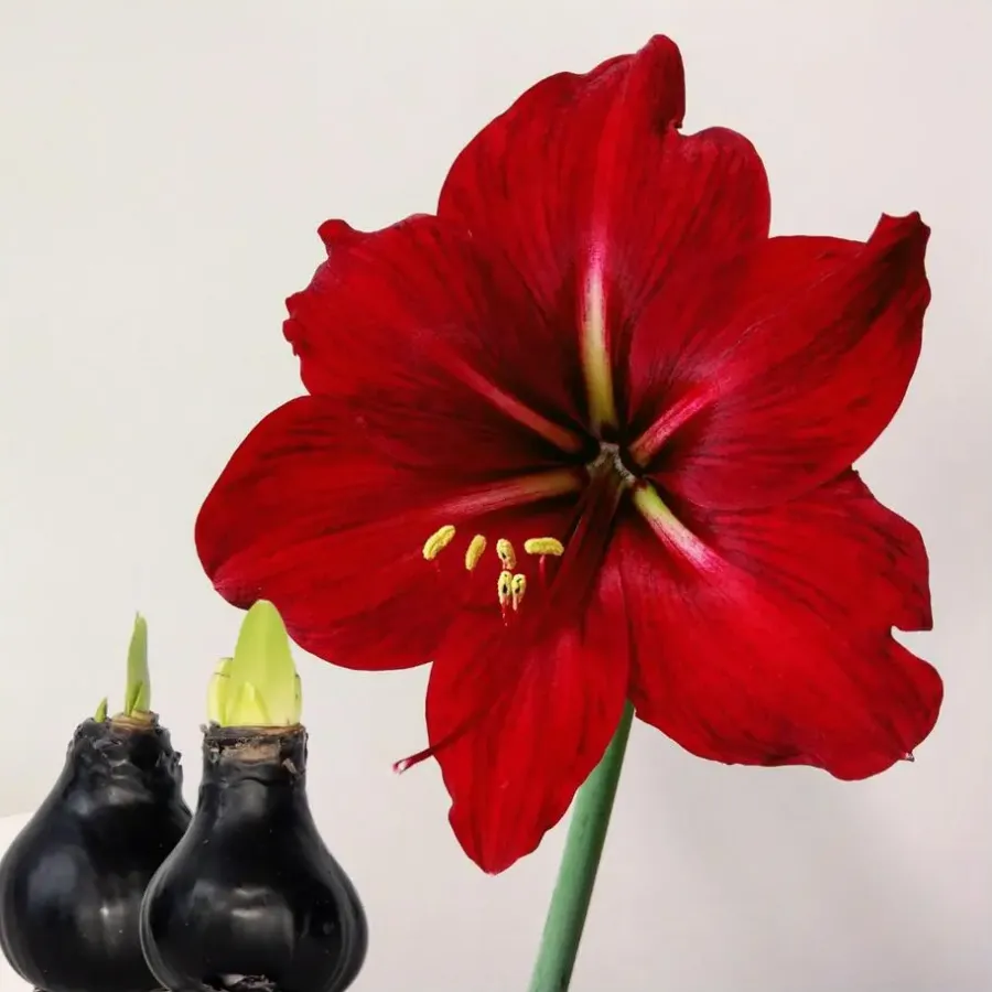 Plant in a Box Amaryllis - hippeastrum 'Wax Black' - Bloembol - Rood