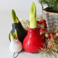 Plant in a Box Amaryllis - hippeastrum 'Wax Black' - Bloembol - Rood