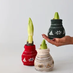 Kamerplanten-Plant in a Box Amaryllis - Set van 3 - Hippeastrum 'Christmas Sweater' - Bloembol - Rood