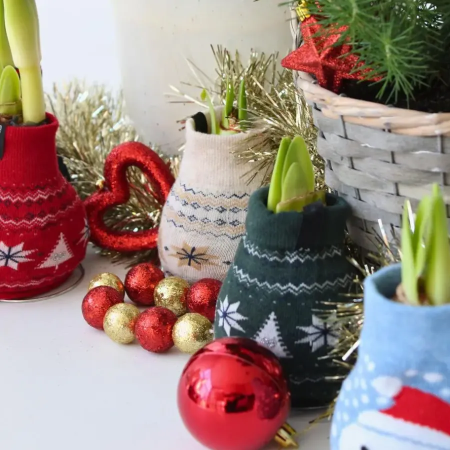 Kamerplanten-Plant in a Box Amaryllis - Set van 3 - Hippeastrum 'Christmas Sweater' - Bloembol - Rood